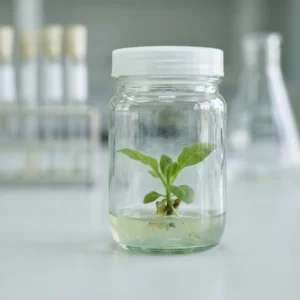 curso universitario de biotecnologia vegetal