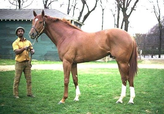 Preparación física de caballos de carreras: Secretariat durante una sesión de entrenamiento aeróbico en pista