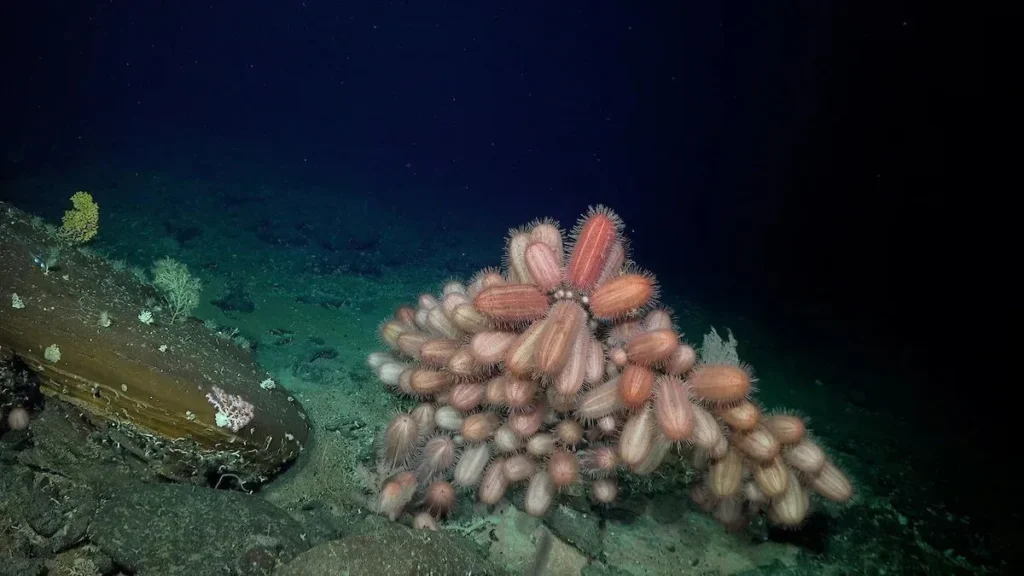 Esponjas de vidrio en uno de los ecosistemas marinos de aguas profundas del Pacífico