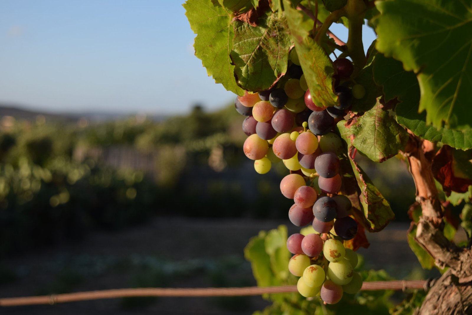 Racimo de uvas madurando en un viñedo, símbolo del turismo enológico, la tradición vitivinícola y las experiencias turísticas vinculadas al vino