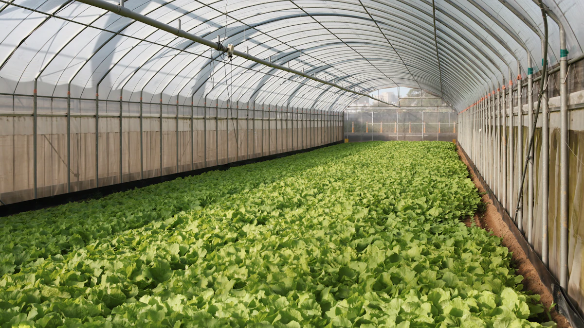 Filas de lechugas verdes creciendo dentro de un invernadero agrícola