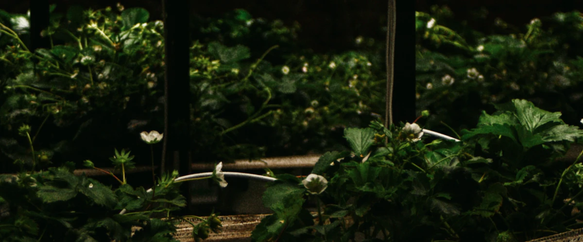 Hileras de cultivos verdes iluminados en una instalación agrícola interior