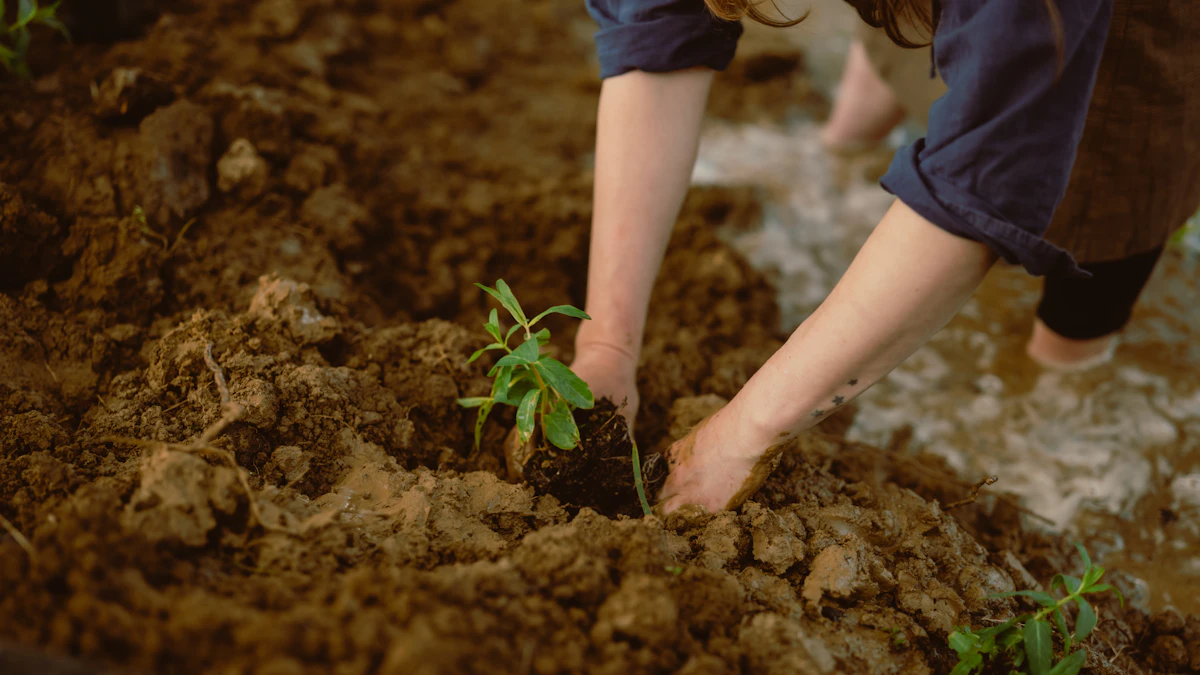 Manos que colocan una pequeña planta verde en tierra fértil
