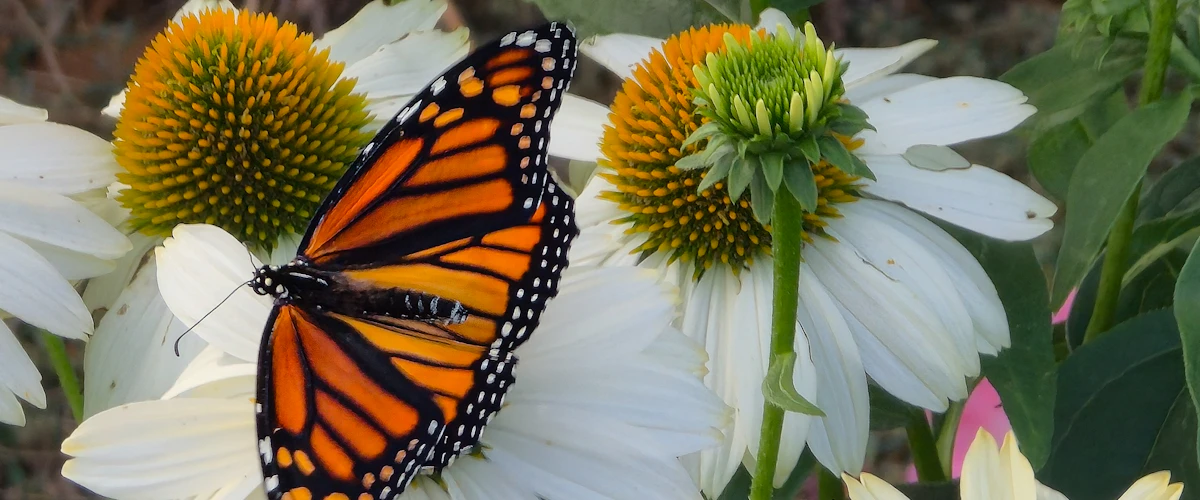 Mariposa monarca posada sobre una flor blanca en un jardín