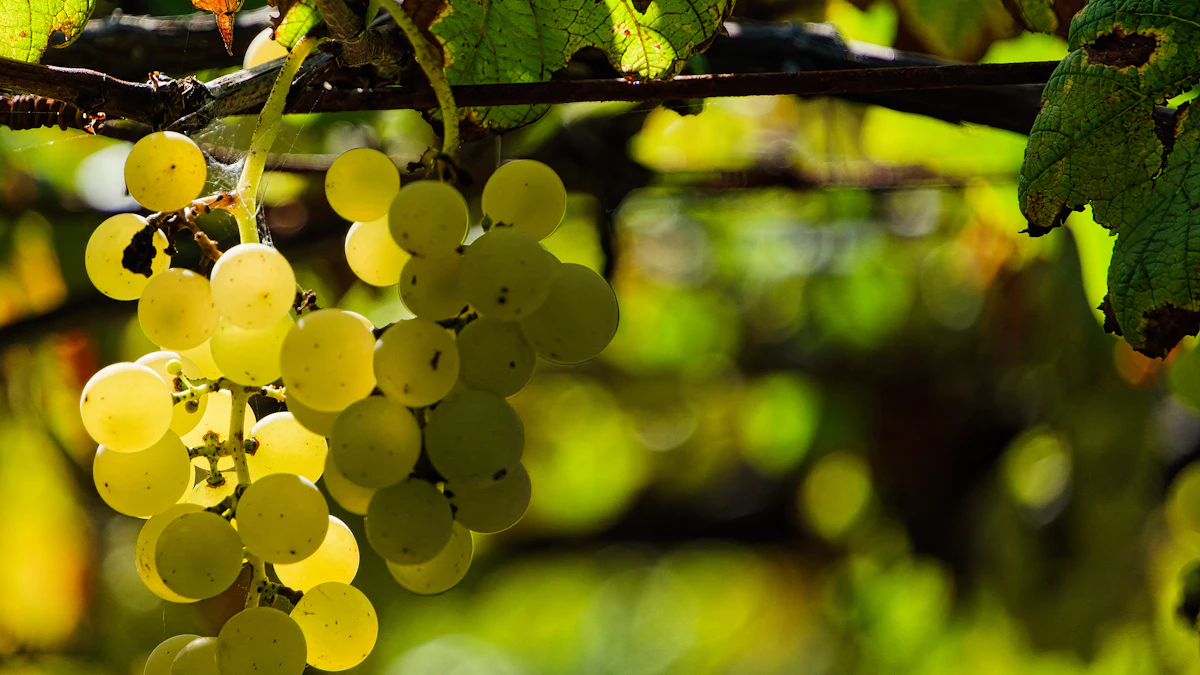 Racimos de uvas maduras iluminados por el sol entre hojas verdes