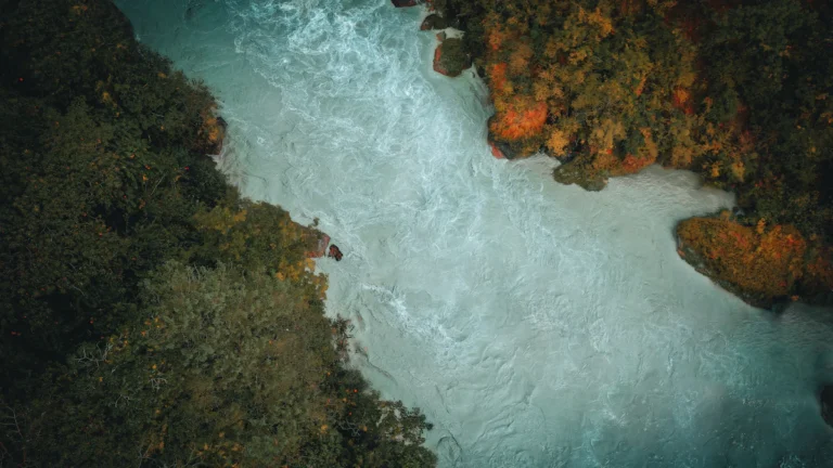 Río de aguas claras entre árboles frondosos de un bosque verde